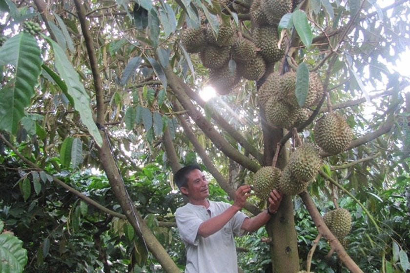 Anh Nguyễn Xuân Ri bên những cây sầu riêng cổ thụ trong trang trại- Ảnh: báo Gia Lai điện tử.