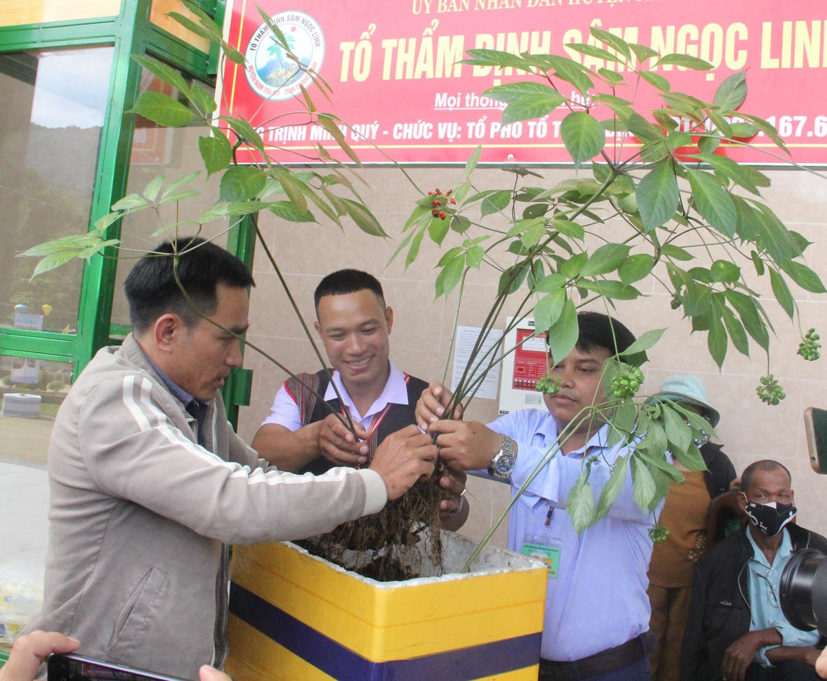 Người dân chiêm ngưỡng cây sâm Ngọc Linh khoảng 20 năm tuổi.