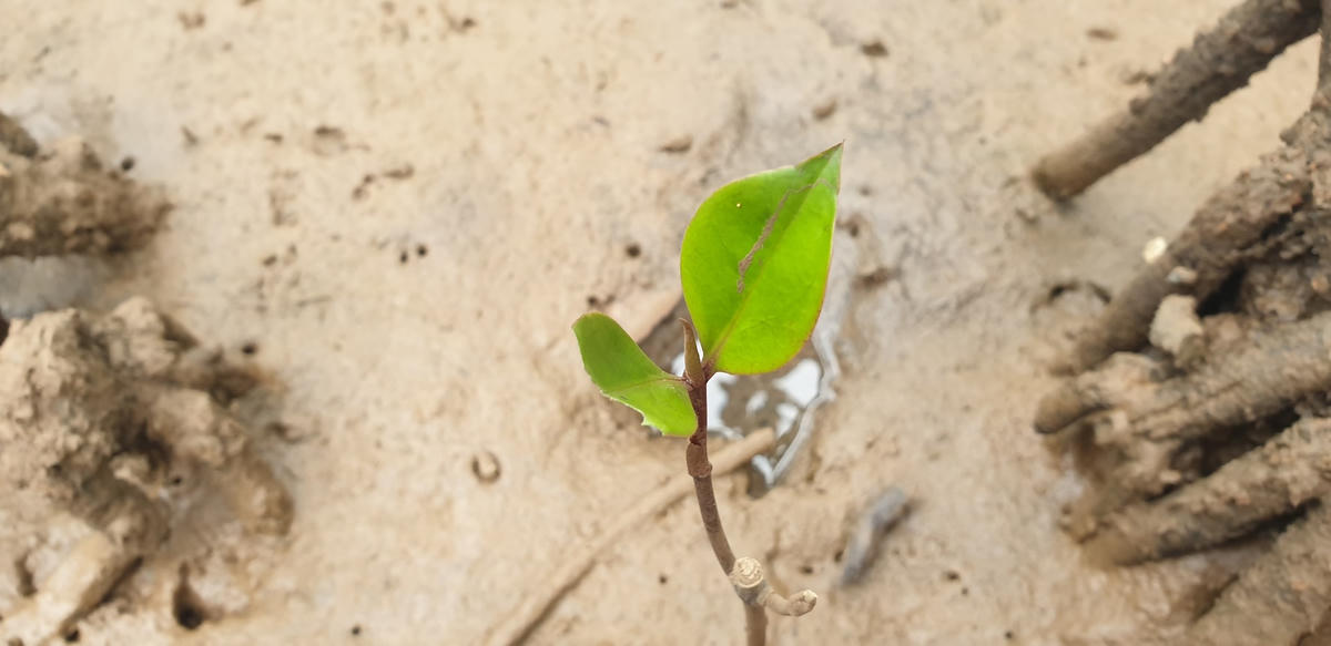 Quả rơi xuống, đâm chồi nảy nở ngay dưới gốc cây già, tạo nên một hệ sinh thái rừng rậm rạp, phì nhiêu.