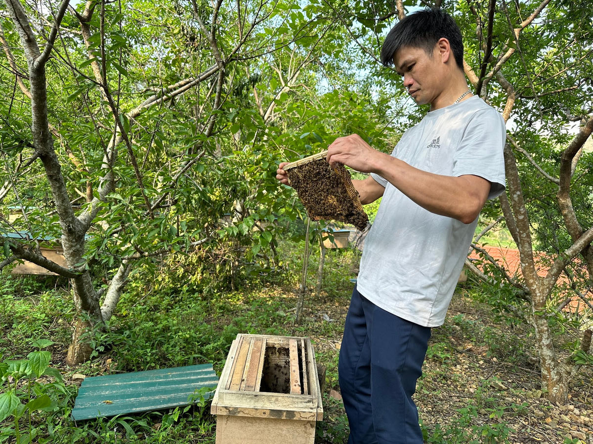 Thành viên HTX Nuôi ong lấy mật xã Vân Thủy chăm sóc đàn ong. Ảnh: Gia Khánh.