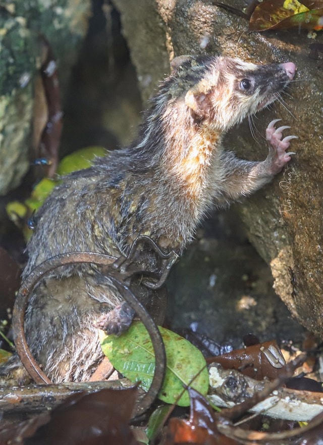 Chồn bạc má dính bẫy kẹp được phát hiện trưa 1/4. Ảnh: Nhóm nhiếp ảnh thiên nhiên Sơn Trà.