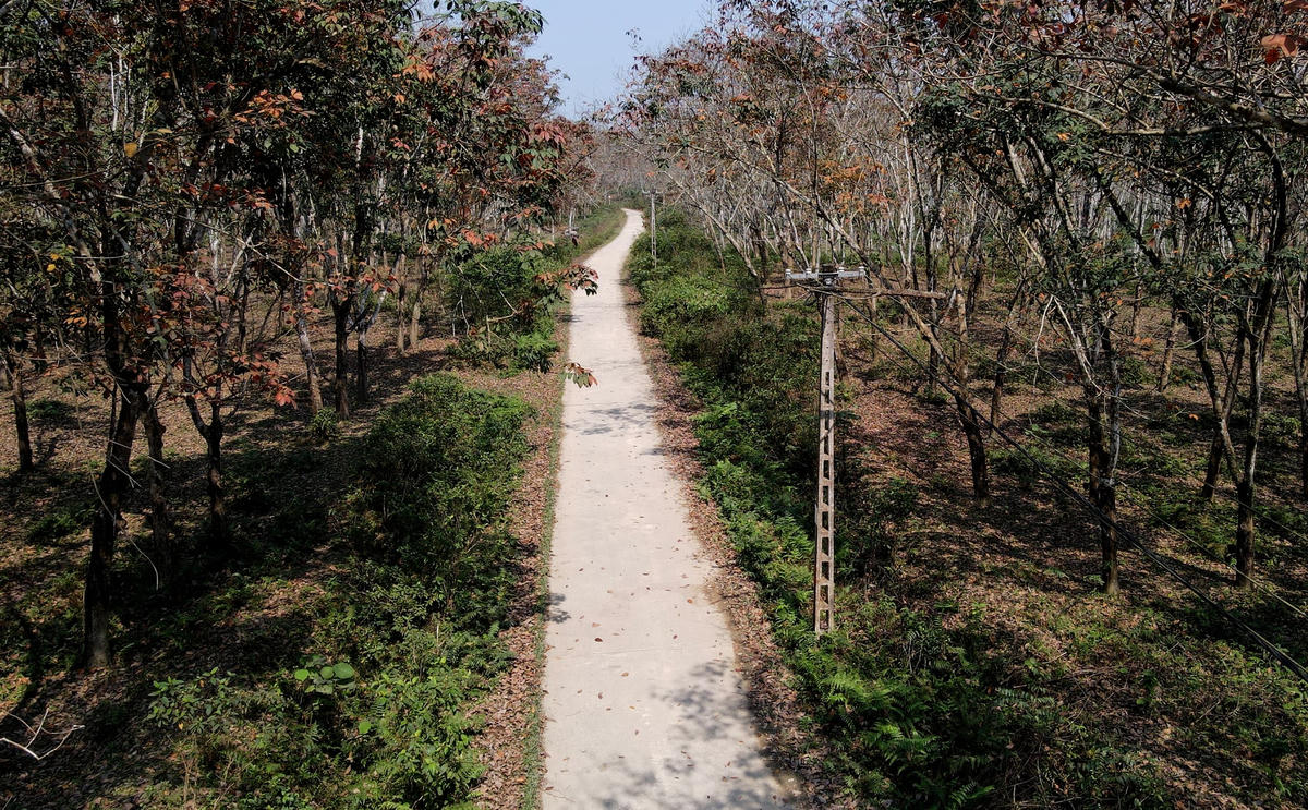 Mê mẩn rừng cao su ở miền núi Hà Tĩnh vào mùa thay lá