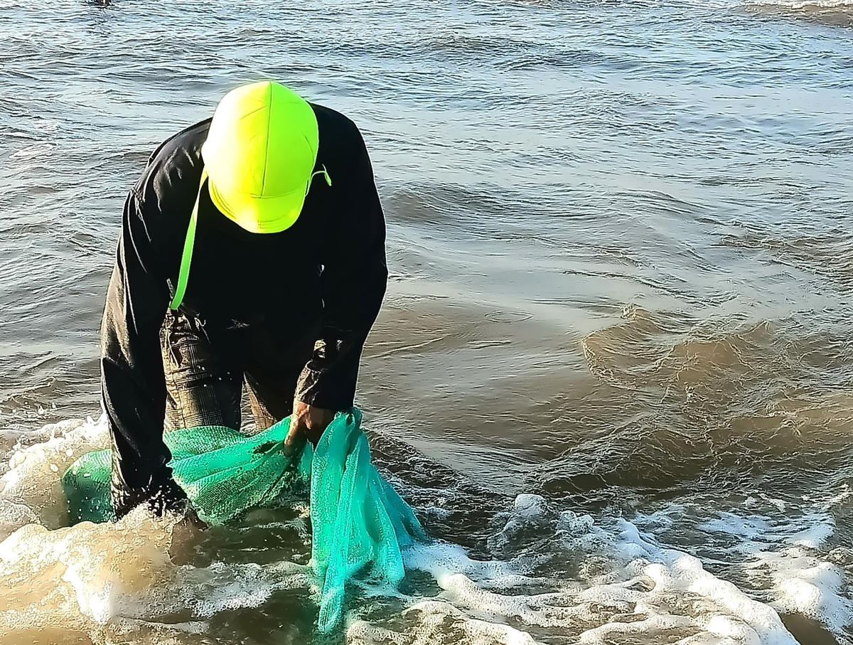 Ông Nguyễn Minh Cự đang cào ốc gạo ở biển Tam Tiến.