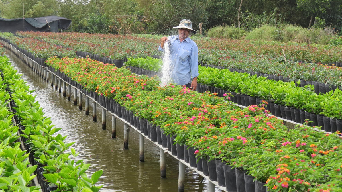 Nông dân ở Chợ Lách chuẩn bị cho mùa hoa Tết Quý Mão.