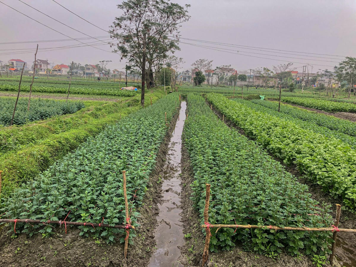 “Mùa vụ năm nay, gia đình tôi gieo trồng khoảng 10.000 cây hoa các loại như hoa pha lê, cúc, hoa màu… trên diện tích khoảng 400m2 trước vườn nhà. Năm nay, do thời tiết có phần thuận lợi nên tôi quyết định trồng nhiều hơn năm trước vì dự đoán năm nay nhu cầu chơi hoa của người dân sẽ tăng cao”, ông Năng giãi bày.