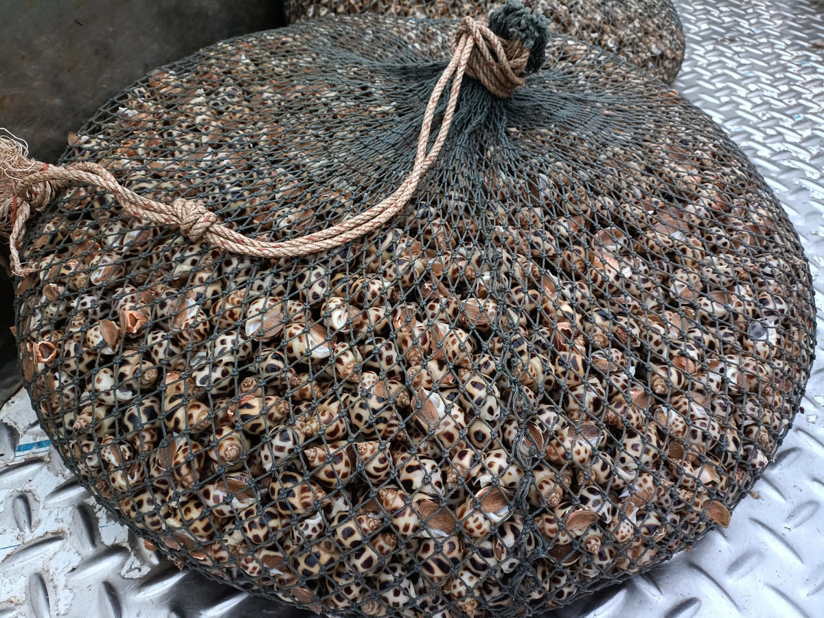 Ốc hương tự nhiên là loài hải sản rất lành, ngon và bổ, được nhiều người ưa chuộng.