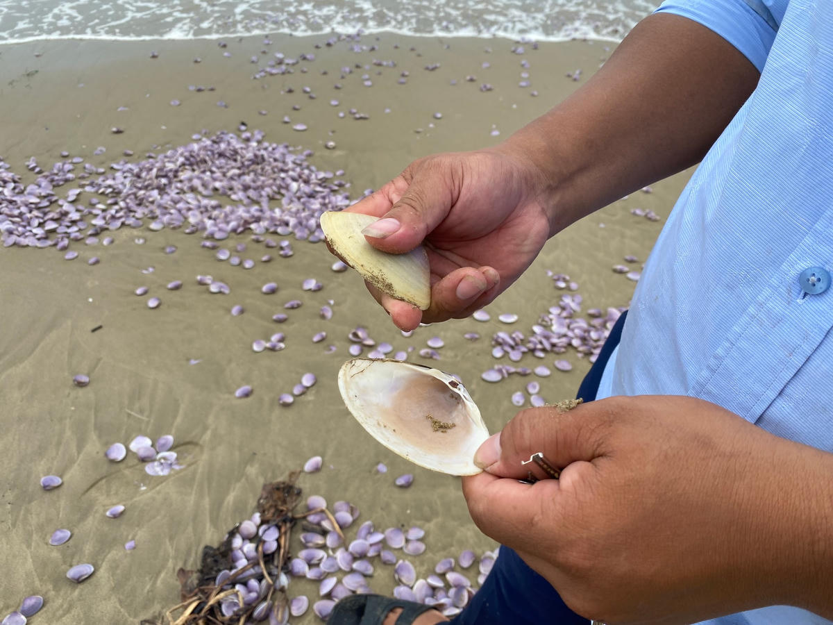 Ông Hoàng Bá Trung, Trưởng phòng TNMT TX Nghi Sơn cho biết, các phòng chuyên môn đã về kiểm tra tìm hiểu sự việc trên, đồng thời, trên địa bàn thị xã không ghi nhận sự cố đáng tiếc nào về môi trường xảy ra.