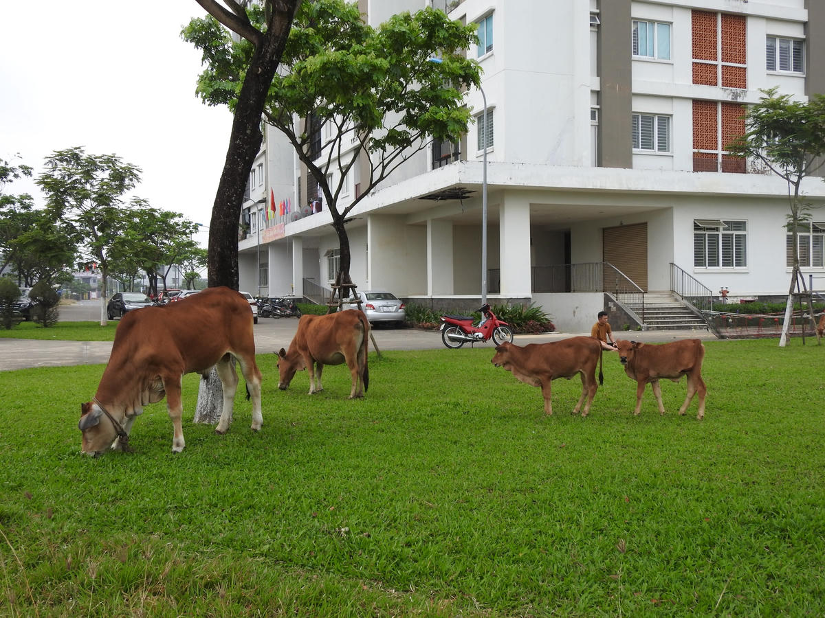 Có nhiều bò con trong đàn bò thả rông (ảnh chụp đầu tháng 4/2023). Ảnh: Bình Nguyên.