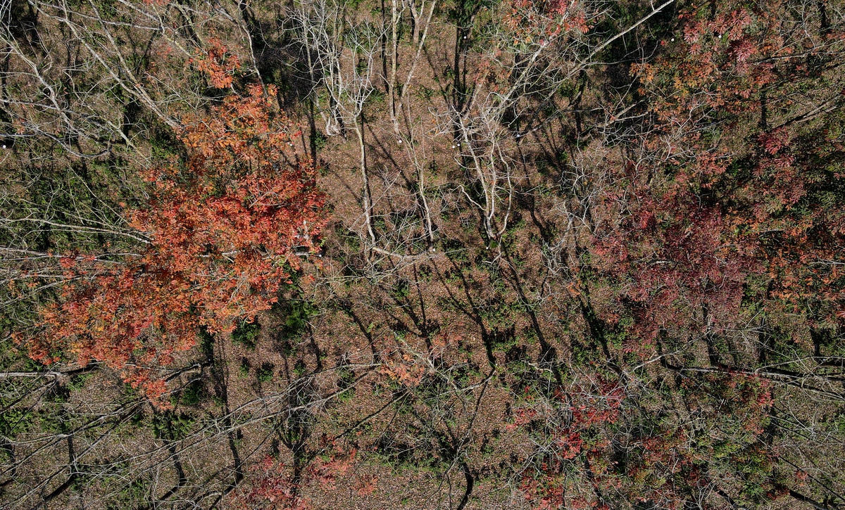 Từ cuối tháng 11 cho đến tháng 2 hàng năm, những cánh rừng cao su ở đây bước vào mùa thay lá.