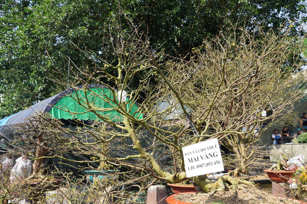 Hoa ế, một cây mai vang cổ thụ được chủ trưng biển "bán hoặc cho thuê". Ảnh: Mạnh Thìn.