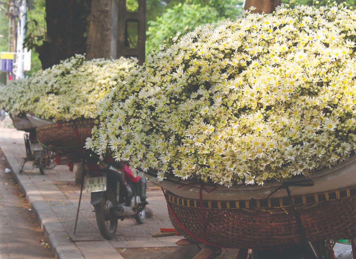 Góc phố họa mi.  