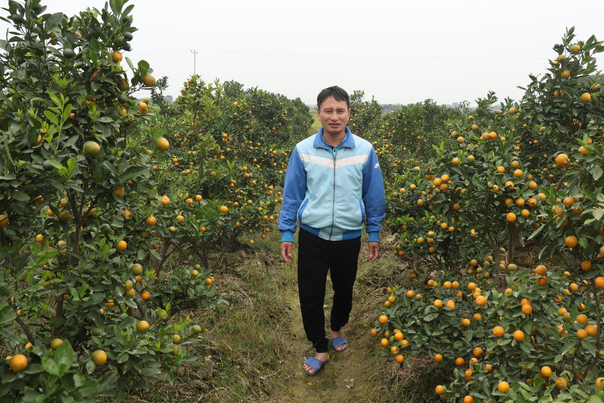 Là gia đình hiếm hoi còn trồng quất cảnh ở xã Hợp Lý, anh Đinh Ngọc Sỹ (44 tuổi, trú thôn Tiến Thành, xã Hợp Lý) cho biết, năm nay, gia đình trồng gần 1.000 gốc quất cảnh, quất thế trên diện tích hơn 2.000 m2. "Quất cảnh năm nay rất ít người trồng, nguyên nhân chính là do đất đã cạn kiệt nguồn dinh dưỡng. Như vườn quất nhà tôi, đã trồng liên tục 5 năm, phải cải tạo đất, bón phân liên tục mới có thể trồng được trong năm nay. So với cây đào, quất phải chăm sóc kỹ càng hơn, giá bán lại không hơn bao nhiêu, vậy nên năm nay người dân trong xã chuyển sang trồng đào nhiều", anh Thành nói.