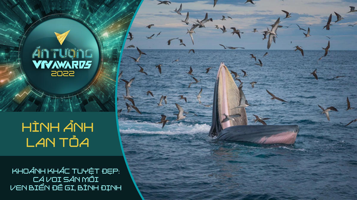 Đề cử "Khoảnh khắc tuyệt đẹp": Cá voi săn mồi ven biển Đề Gi, Bình Định với hình ảnh thiên nhiên sống động và tươi đẹp góp thêm một màu sắc cho hạng mục Hình ảnh lan tỏa, giải thưởng Ấn tượng VTV-VTV Awards 2022.