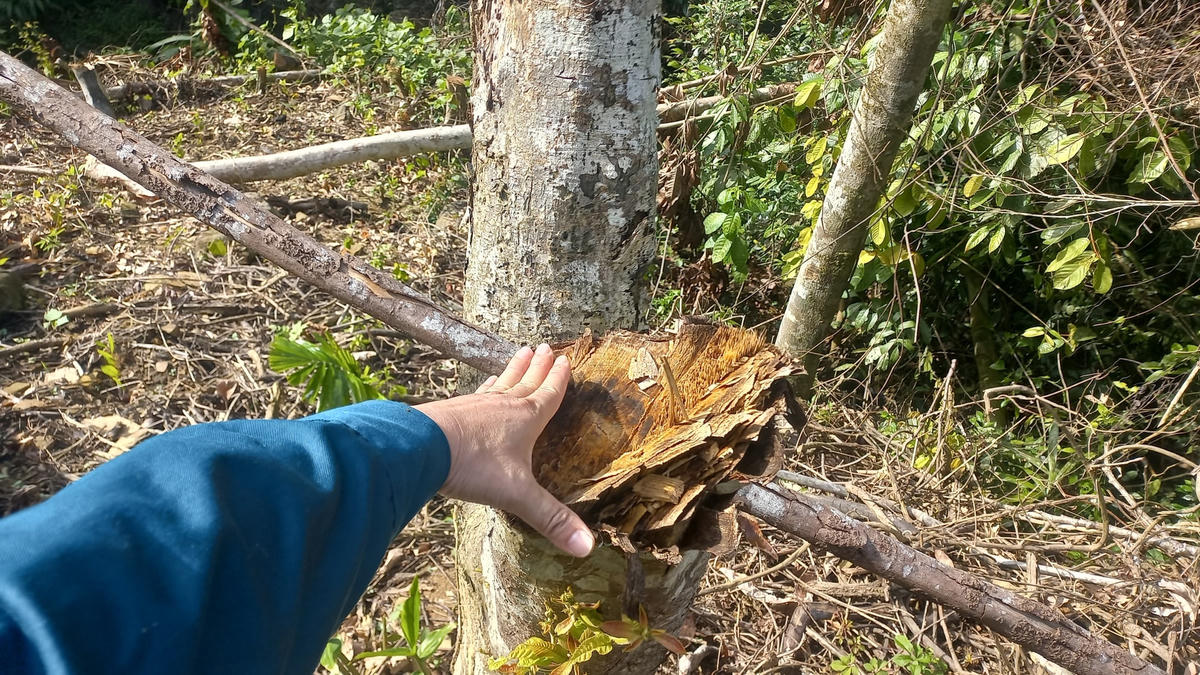 Nhiều diện tích rừng cộng đồng ở Nam Đông (Thừa Thiên-Huế) bị chặt phá.