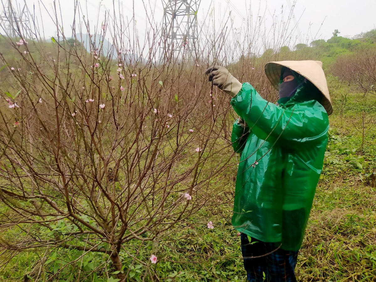 Ông Bùi Công Thư, Phó chủ tịch UBND xã Lưu Vĩnh Sơn cho biết, toàn xã có 600 hộ trồng đào với hơn 100ha, nghề trồng đào phai ở địa phương đã có khoảng 30 năm nay. Thời điểm đầu chỉ một số hộ dân trồng nhỏ lẻ, sau thấy đào hợp thổ nhưỡng, phát triển tốt nên mở rộng quy mô trồng.