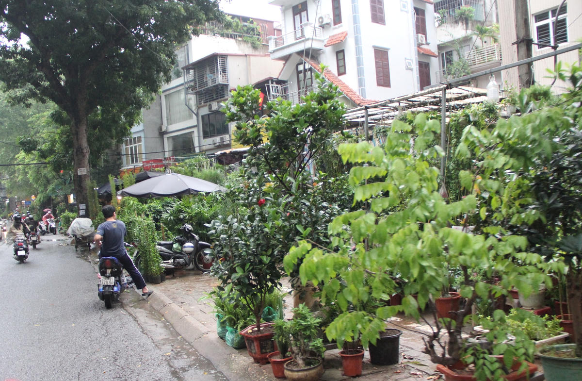 Hà Nội: Vỉa hè đường Hoàng Hoa Thám bị chiếm dụng để bày bán cây cảnh, gốm sứ