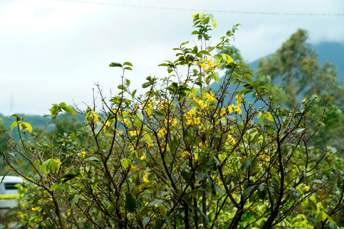 Mai vàng Kỳ Nam là cây bản địa có đặc điểm quý như hoa lâu tàn, ít phai màu, thân cứng và nhiều cành màu nâu đậm, nhiều năm qua rất được người chơi mai Tết ưa chuộng.