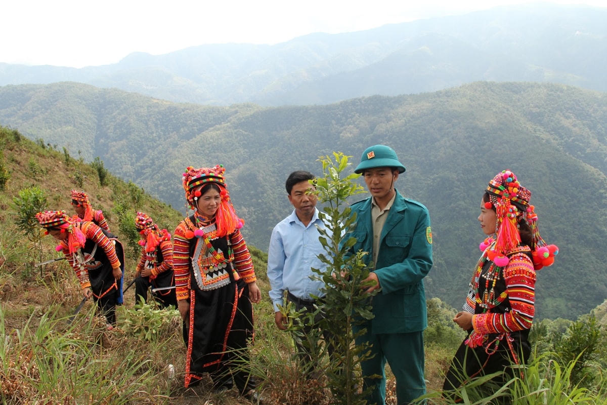 Chuyển giao kỹ thuật trồng cây mắc-ca cho người dân huyện Mường Tè (tỉnh Lai Châu).  Nguồn: VOV
