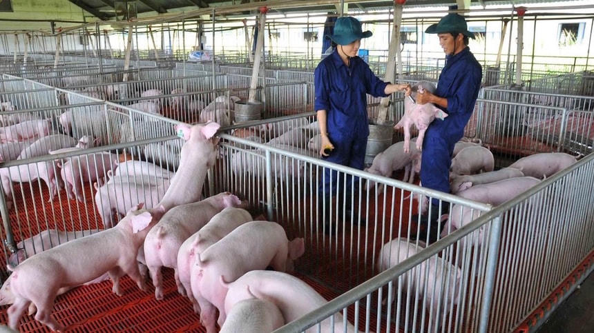 Một cơ sở chăn nuôi tại Đồng Nai.