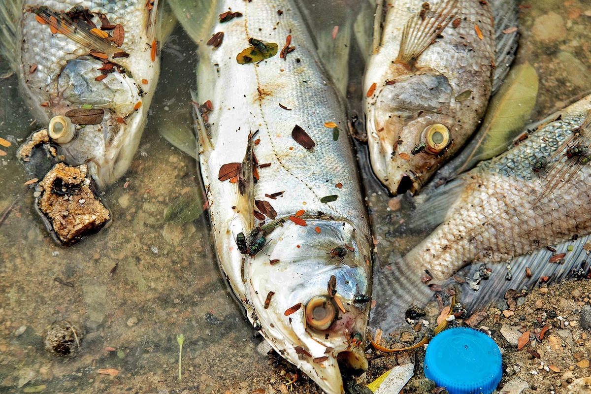 Hà Nội: Cá chết trắng mặt hồ Linh Đàm bốc mùi hôi thối