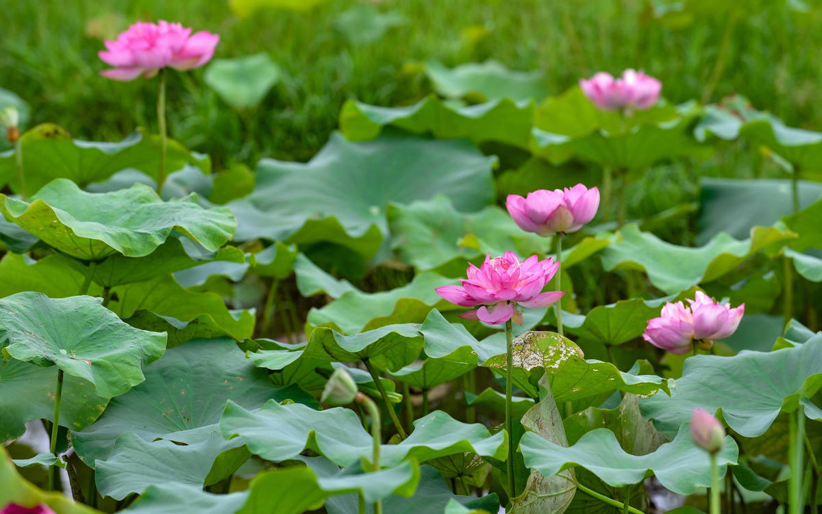 Vào mỗi mùa sen nở, các đầm sen rộng lớn tại Thanh Hoá được phủ kín bởi hàng ngàn lá sen to đùng, xen kẽ là những nụ hoa sen vươn mình hiên ngang trước nắng, trước gió. 