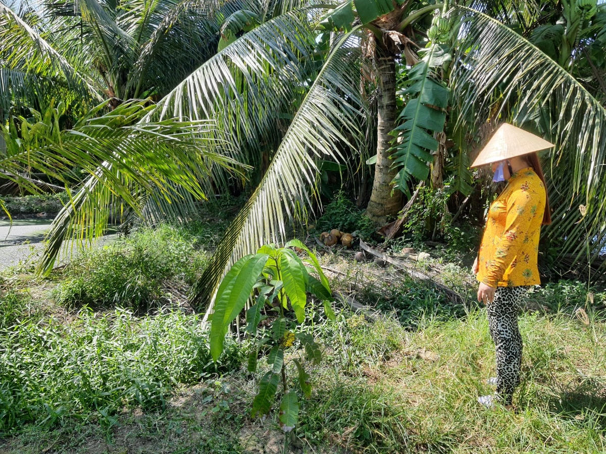 Khu vực hố chốn tiêu huỷ heo bị dịch tả heo Châu phi của một hộ dân ở ấp Cái Tràm 1, xã Minh Diệu, huyện Hoà Bình, tỉnh Bạc Liêu.