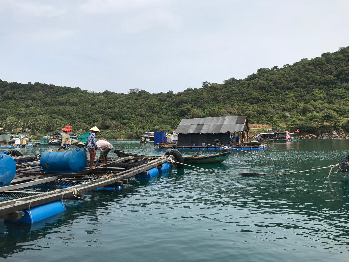 Những bè cá "chạy".  