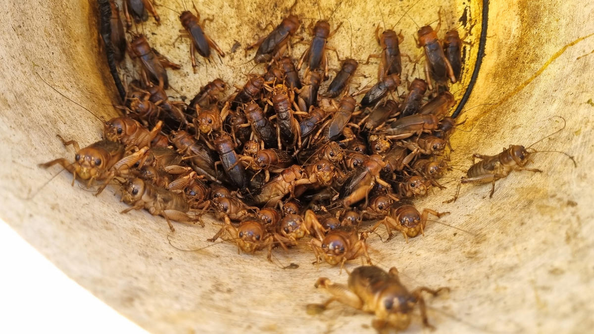 Những chú dế người dân săn bắt được.