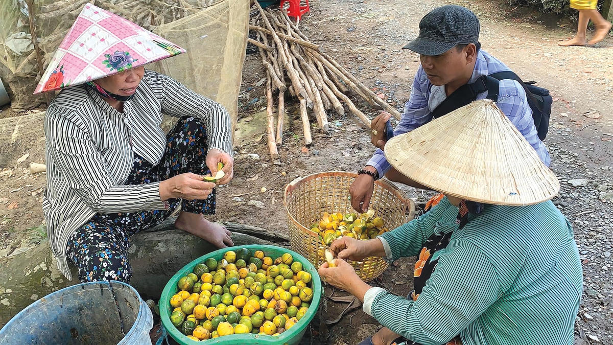 Những trái quýt nhỏ được tận dụng làm thuốc.  