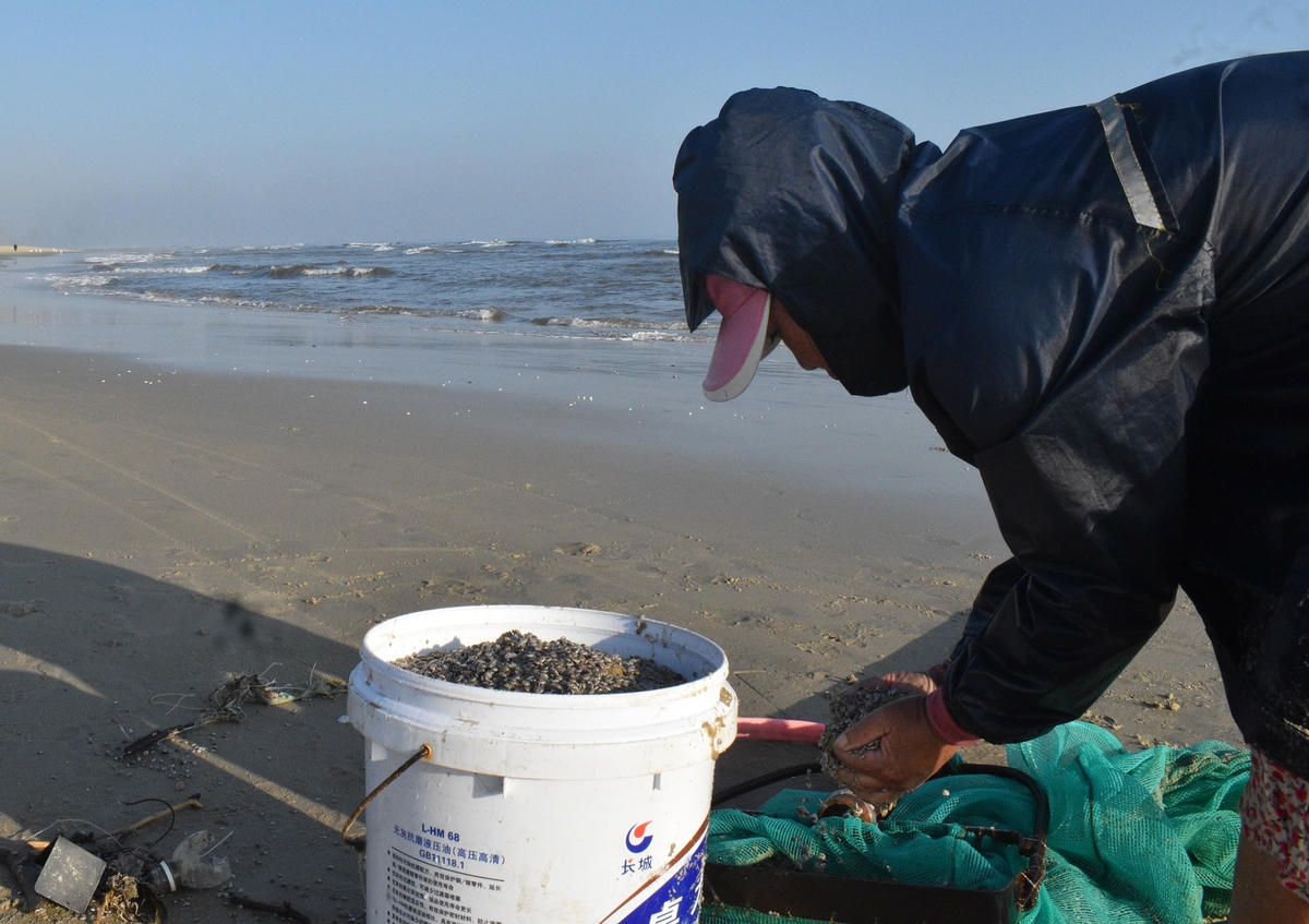 Ốc gạo được ngư dân đánh bắt cho vào xô, thùng.