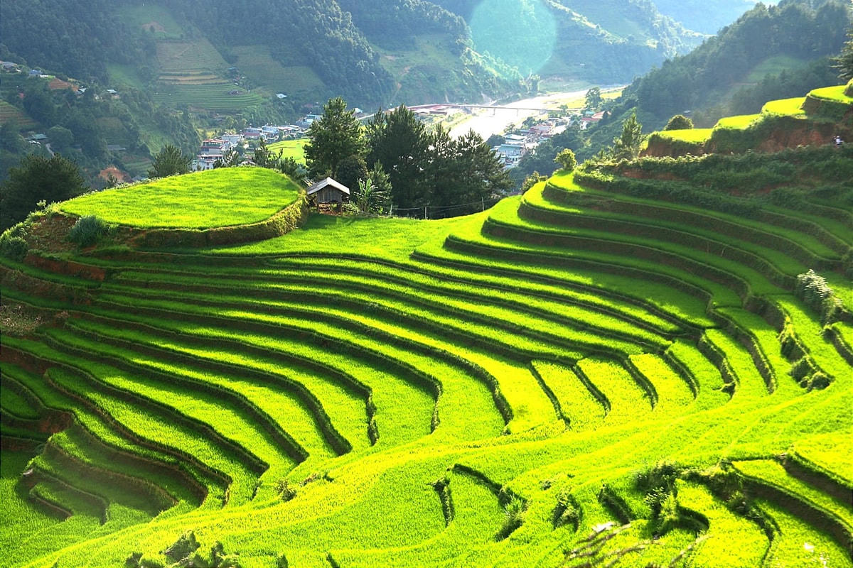 Ruộng bậc thang Tây Bắc.