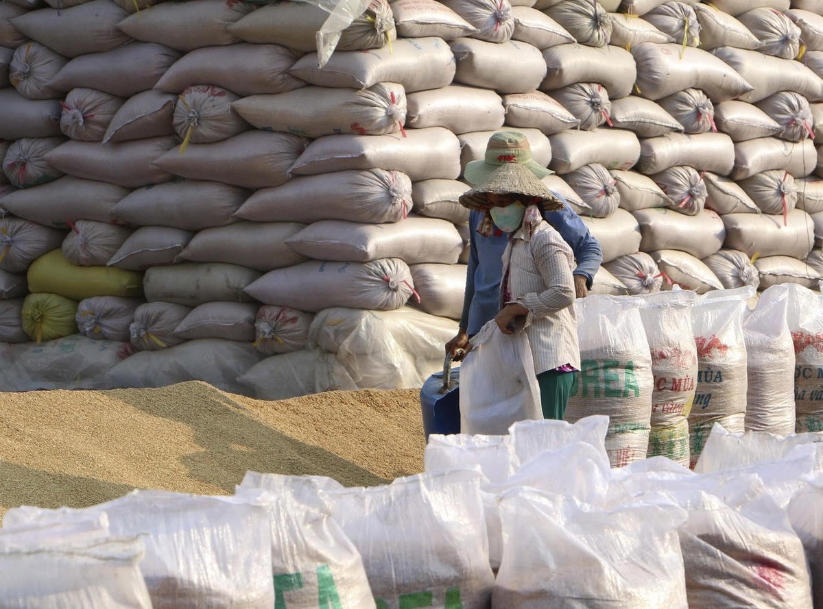 Chuẩn bị gạo cho xuất khẩu.  Ảnh: Mộc Minh