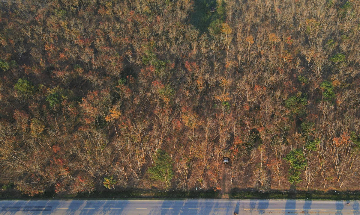 Huyện Hương Khê hiện có hơn 6.000 ha rừng cao su, tập trung ở các xã: Phúc Đồng, Hương Vĩnh, Hương Trà, Phúc Trạch...