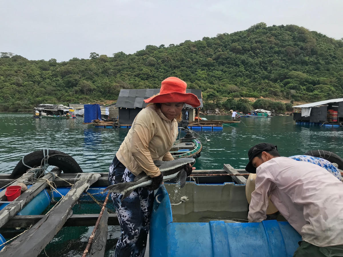 Người dân chăm sóc cá bớp.  
