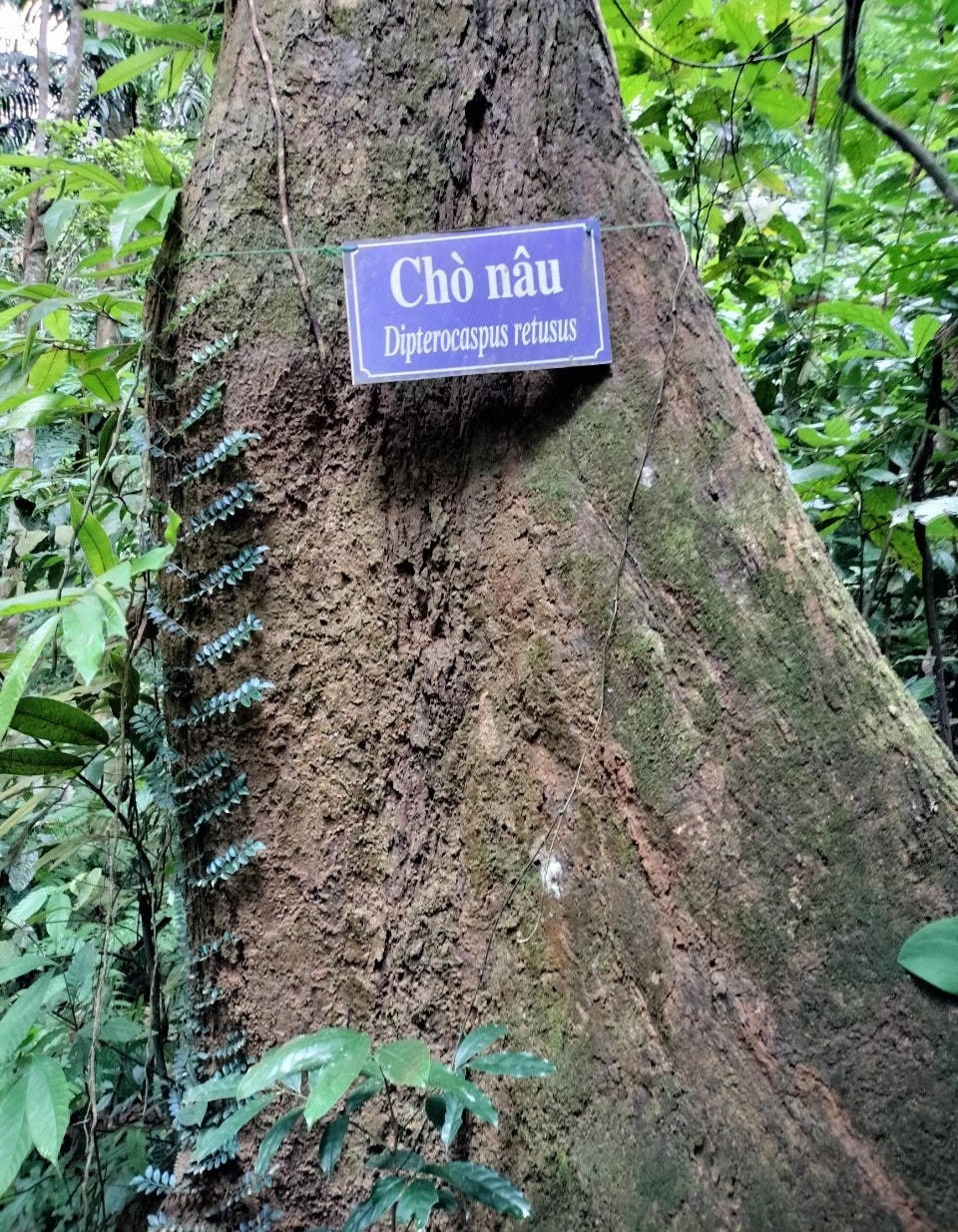 Một cây Chò nâu có đường kính hơn 1 m.