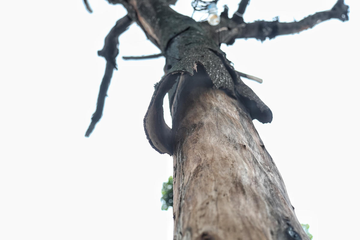 Trên phố Huế trước số nhà 56B một cây cao khoảng 10 m đã chết khô, nhưng chưa được chặt hạ.