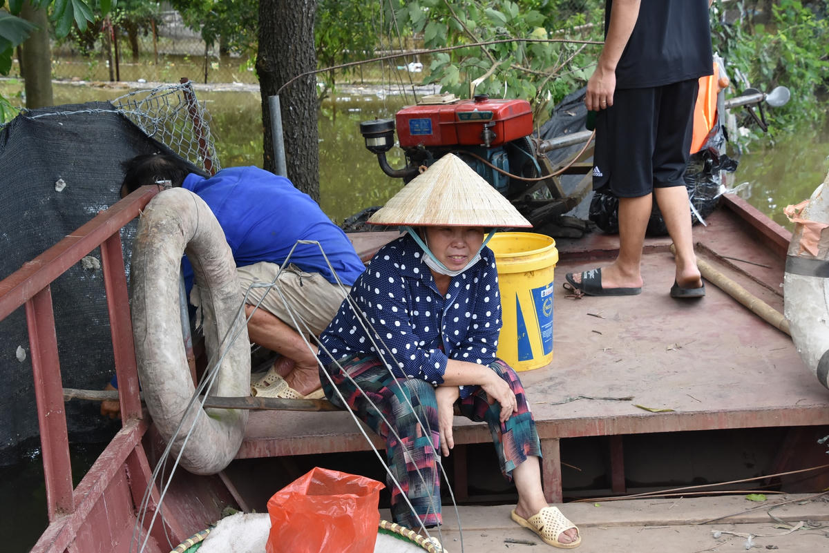 [ẢNH] Bãi giữa sông Hồng thành 'đảo', dân phải di chuyển bằng đò 
