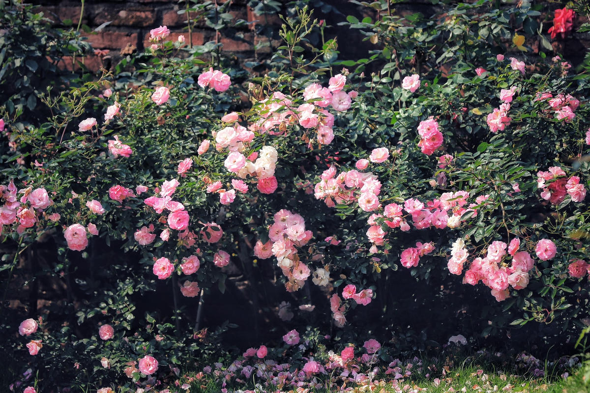 Hà Nội: Ngắm hơn 10.000 cây hoa hồng ngoại đua nhau khoe sắc rực rỡ