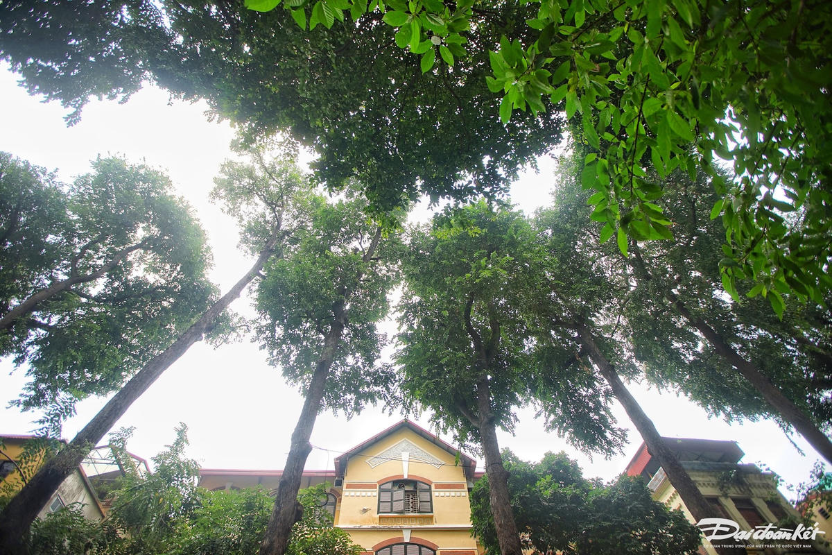 hang_cay_sao_den-le-khanh7.jpg