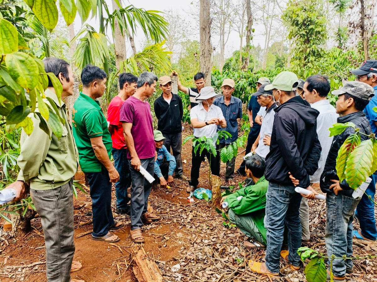Huyện Cư M’gar (Đắk Lắk) triển khai nhiều giải pháp hữu hiệu, phát triển cây cà phê bền vững