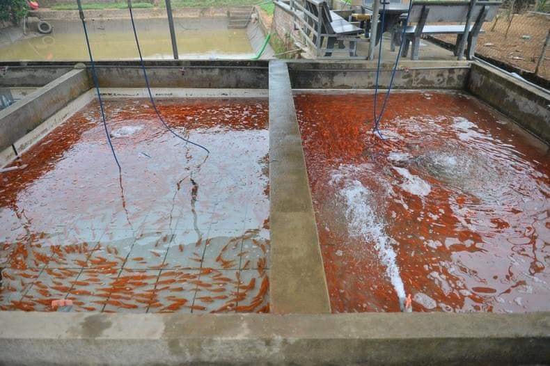 Trước khi bán cho các thương lái, cá chép được đánh bắt từ ao chuyển sang bể nước trong để quen với môi trường mới.