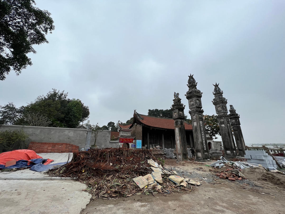 Chặt hạ cây lâu năm tại đình Chèm.