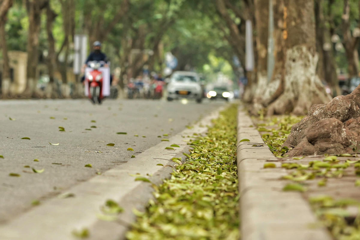 Sắc vàng của từng chiếc lá sấu rơi, rụng tạo nên một nét đẹp riêng khiến ai đã từng chứng kiến đều rất khó thể quên.