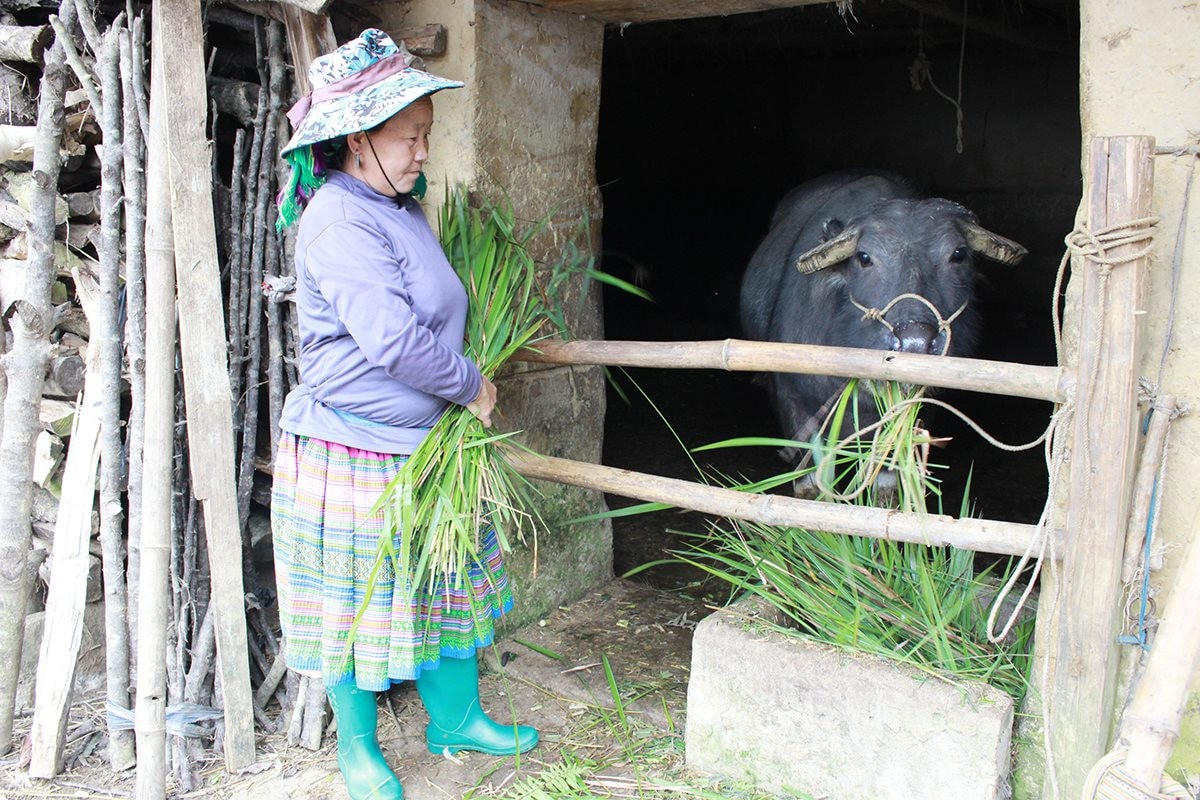 Người dân chủ động triển khai phòng chống đói, rét cho đàn gia súc.