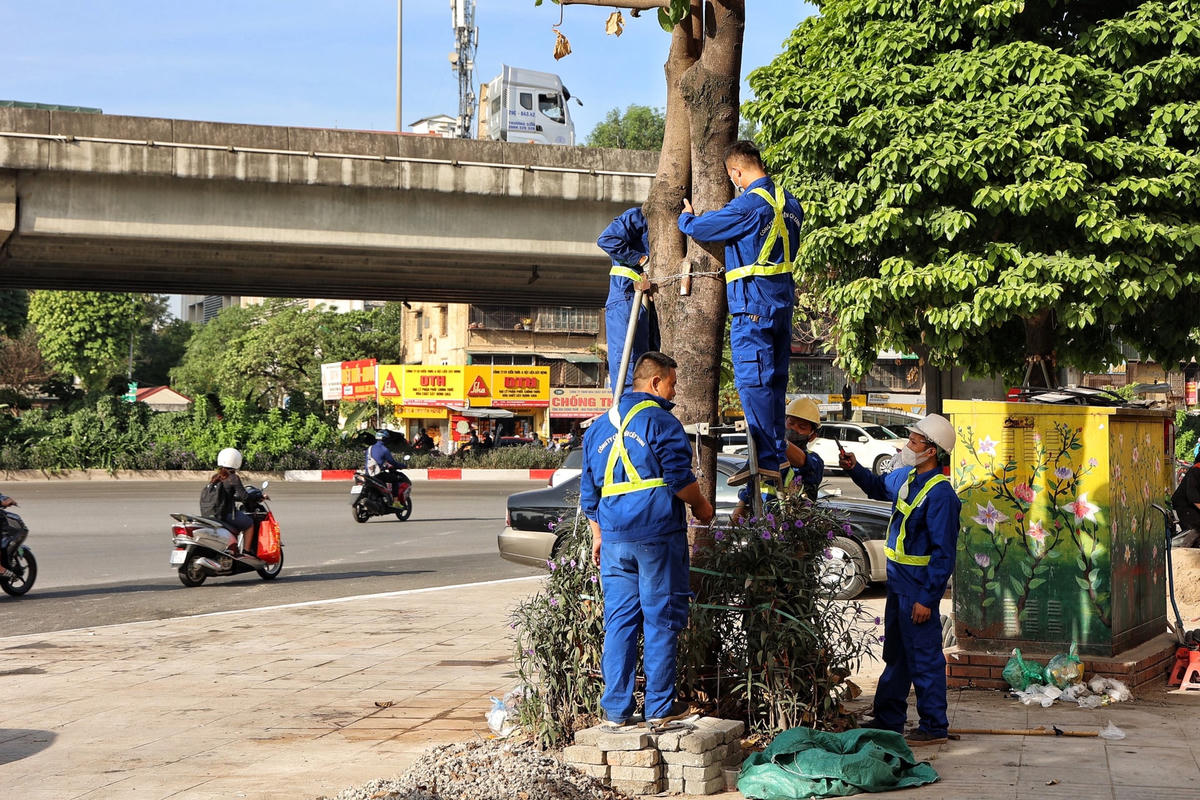 Thông tin với báo chí, đại diện Công ty Cây xanh đã thừa nhận những thiếu sót trong quá trình kiểm tra duy tu, duy trì cây xanh trên địa bàn. Đơn vị cũng cho biết hiện nay trong hơn 600 bộ cọc bó sát vào thân cây thì hơn 400 bộ đã được nới. Những bộ cọc còn lại sẽ được nới hết trong những ngày đầu tháng 11/2022.