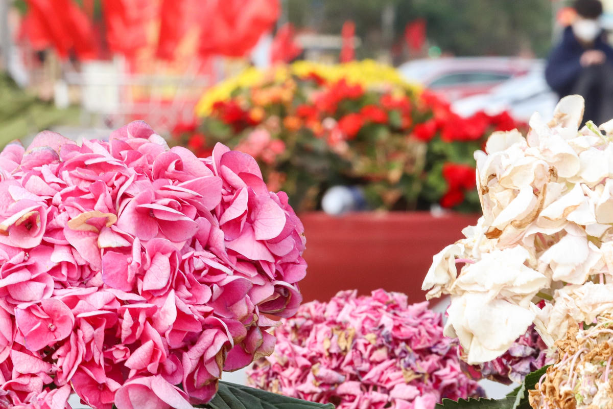 Sau gần 1 tháng rực rỡ đón Tết Nguyên đán, những vườn hoa bắt đầu có dấu hiệu héo tàn.