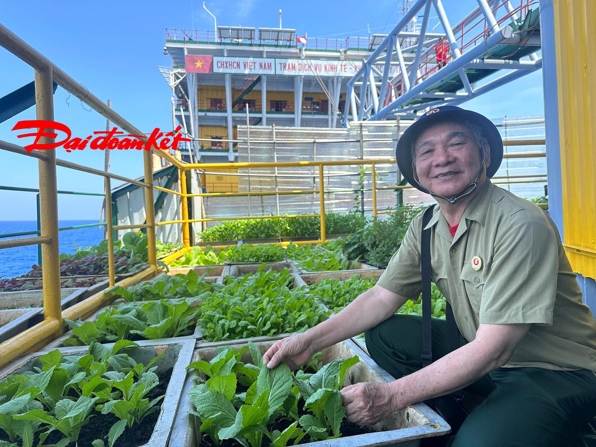 Cựu chiến binh Nguyễn Minh Khang (TP Hồ Chí Minh) rất ấn tượng với vườn rau của cán bộ, chiến sĩ Nhà giàn DK1/14. Ông khẳng định, “giữa nắng gió biển khơi, rau xanh tốt như vậy đúng là chỉ có bộ đội ta mới làm được”. Ảnh Mạnh Thìn.