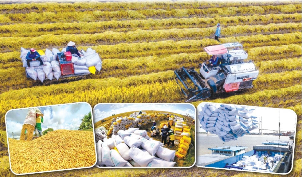 Giá lúa, gạo vụ Hè Thu tăng cao khiến bà con nông dân hết sức vui mừng. Ảnh: T.Tiến.