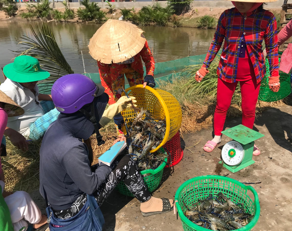 Nông dân vui mừng vì giá tôm tăng cao. Ảnh: Đoàn Xá.