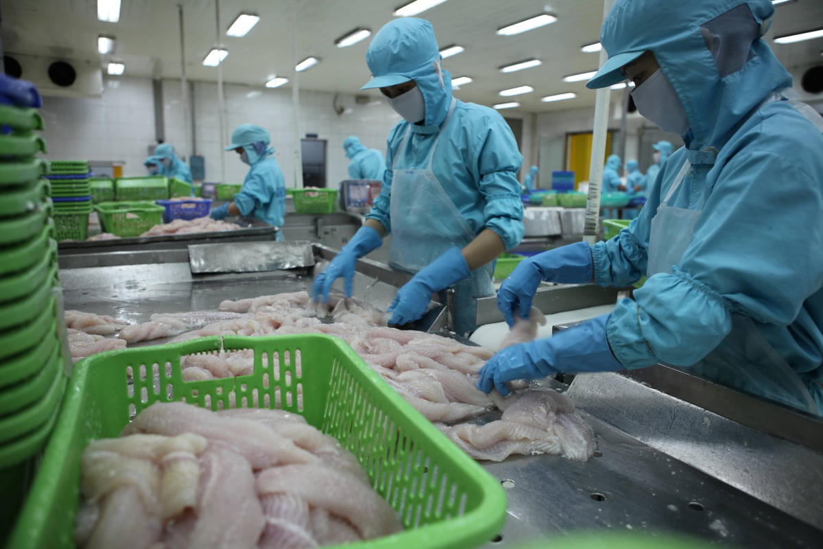 Xuất khẩu cá tra trên đường hồi phục. Ảnh: Quang Vinh.